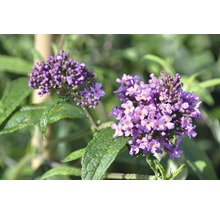 FLORASELF Vlinderstruik Buddleja davidii 'Pink Delight' potmaat Ø 21,0 cm H 60-80 cm