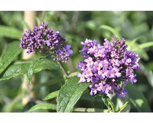 FLORASELF Vlinderstruik Buddleja davidii 'Pink Delight' potmaat Ø 21,0 cm H 60-80 cm FLORASELF Vlinderstruik Buddleja davidii 'Pink Delight' potmaat Ø 21,0 cm H 60-80 cm