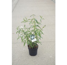 Vlinderstruik in pot