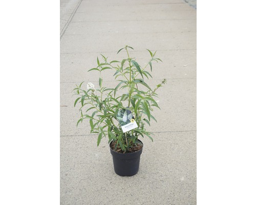 FLORASELF Vlinderstruik Buddleja davidii 'White Profusion' potmaat Ø 21,0 cm H 60-80 cm