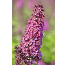 FLORASELF Vlinderstruik Buddleja davidii 'Funky Fuchsia' potmaat Ø 21,0 cm H 60-80 cm