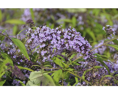 FLORASELF Vlinderstruik Buddleja davidii 'Wisteria Lane' potmaat Ø 21,0 cm H 60-80 cm