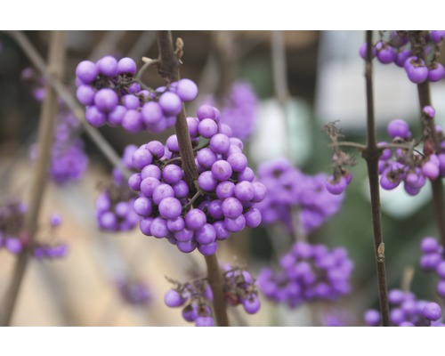 FLORASELF Schoonvrucht Callicarpa bodinieri 'Profusion' potmaat Ø 21,0 cm H 50-60 cm