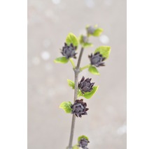 Tak met paarse bloemknoppen en groene bladeren