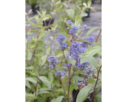 FLORASELF Amerikaanse sering Ceanothus delilianus 'Topaze' potmaat Ø 21,0 cm H 40-60 cm FLORASELF Amerikaanse sering Ceanothus delilianus 'Topaze' potmaat Ø 21,0 cm H 40-60 cm