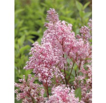 Close-up van een bloeiende Eupatorium plant