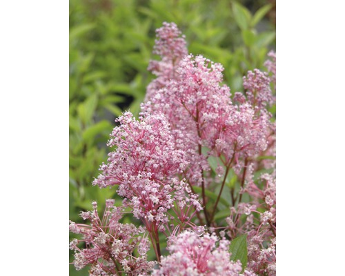 FLORASELF Amerikaanse sering Ceanothus pallidus 'Perle Rose' potmaat Ø 21,0 cm H 40-60 cm FLORASELF Amerikaanse sering Ceanothus pallidus 'Perle Rose' potmaat Ø 21,0 cm H 40-60 cm