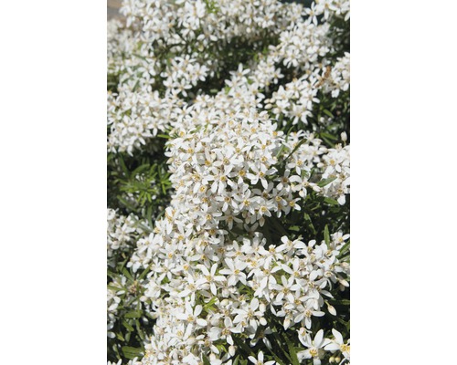 FloraSelf Choisya Choysia ternata 'White Dazzler' potmaat Ø 21 cm H 30-40 cm Bloeiende Choisya-struiken in de tuin