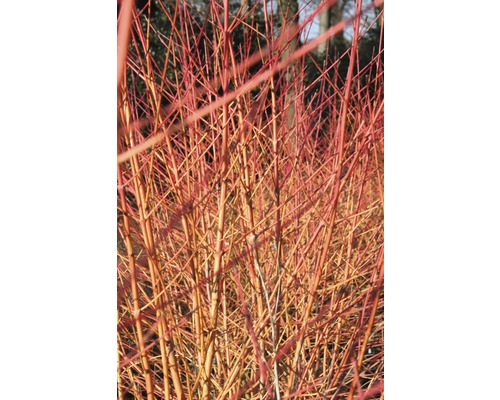 FLORASELF Kornoelje Cornus sanguineum 'Wintersun' potmaat Ø21 cm H 50-60 cm Rode kornoeljetakken