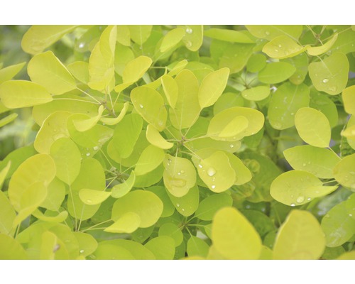 FLORASELF Pruikenboom Cotinus coggygria 'Golden Lady' potmaat Ø 21,0 cm H 40-60 cm FLORASELF Pruikenboom Cotinus coggygria 'Golden Lady' potmaat Ø 21,0 cm H 40-60 cm