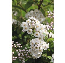 Bloemen van de Deutzia in detail