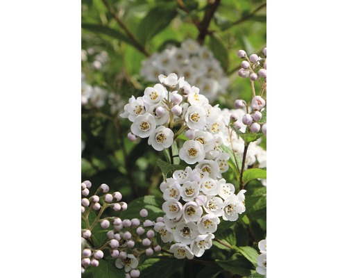 FLORASELF Bruidsbloem Deutzia compacta 'Lavender Time' potmaat Ø 21,0 cm H 30-40 cm FLORASELF Bruidsbloem Deutzia compacta 'Lavender Time' potmaat Ø 21,0 cm H 30-40 cm