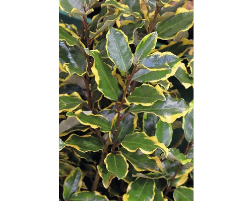 FloraSelf Olijfwilg Elaeagnus pungens 'Viveleg' potmaat Ø 21 cm H 30-40 cm Groenblijvende olijfwilg met geelgerande bladeren