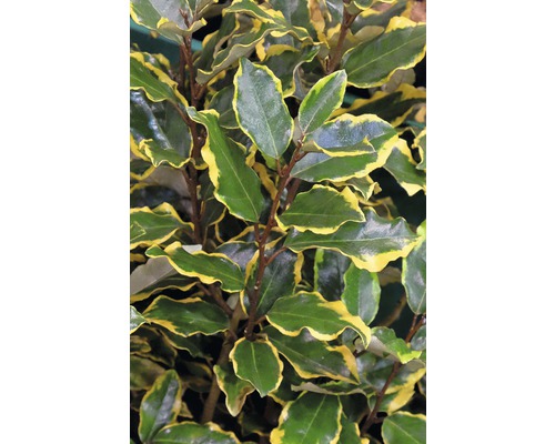 FloraSelf Olijfwilg Elaeagnus pungens 'Viveleg' potmaat Ø 21 cm H 30-40 cm