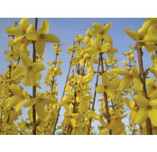 Close-up van forsythiabloemen tegen een blauwe lucht