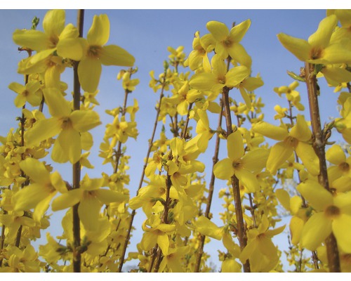 FLORASELF Chinees Klokje Forsythia intermedia 'Mikador' potmaat Ø21 cm H 40-60 cm Close-up van forsythiabloemen tegen een blauwe lucht