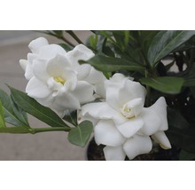 Close-up van een gardenia met witte bloemen en groene bladeren