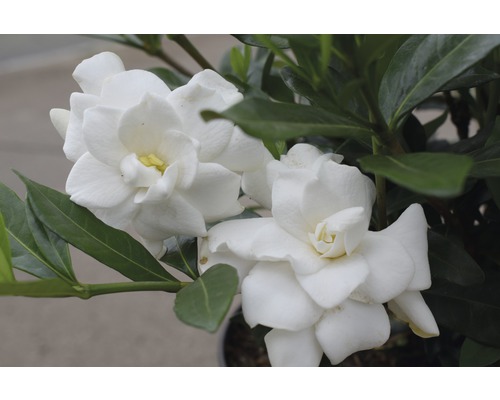 FLORASELF Kaapse jasmijn Gardenia jasminoides 'Double Mint' potmaat Ø 21,0 cm H 30-40 cm FLORASELF Kaapse jasmijn Gardenia jasminoides 'Double Mint' potmaat Ø 21,0 cm H 30-40 cm