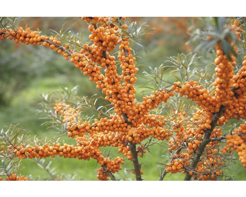 FLORASELF Duindoorn Hippophae rhamnoides 'Leikora' potmaat Ø 21,0 cm H 50-60 cm