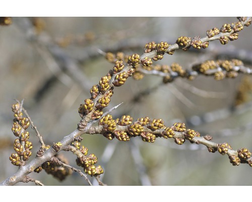 FLORASELF Duindoorn Hippophae rhamnoides 'Pollmix' potmaat Ø 21 cm H 40-60 cm Tak van de duindoorn met bloemknoppen
