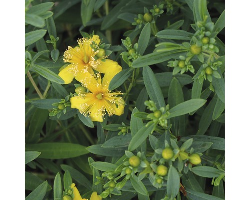 FLORASELF Hertshooi Hypericum kalmianum 'Cobaltngold' potmaat Ø 21.0 cm H 40-50 cm FLORASELF Hertshooi Hypericum kalmianum 'Cobaltngold' potmaat Ø 21.0 cm H 40-50 cm