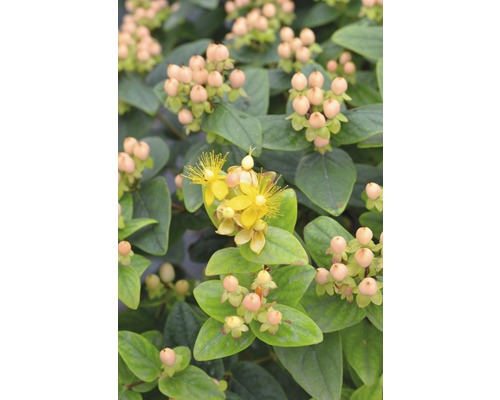 FLORASELF Hertshooi Hypericum inodorum 'Magical Beauty' potmaat Ø 21,0 cm H 40-60 cm FLORASELF Hertshooi Hypericum inodorum 'Magical Beauty' potmaat Ø 21,0 cm H 40-60 cm