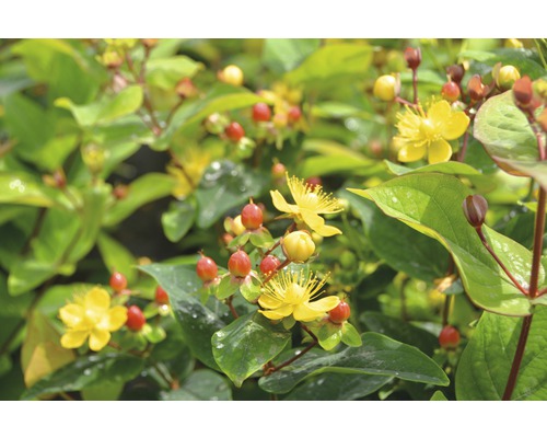 FLORASELF Hertshooi Hypericum inodorum 'Magical Lightning' potmaat Ø 21,0 cm H 40-60 cm FLORASELF Hertshooi Hypericum inodorum 'Magical Lightning' potmaat Ø 21,0 cm H 40-60 cm