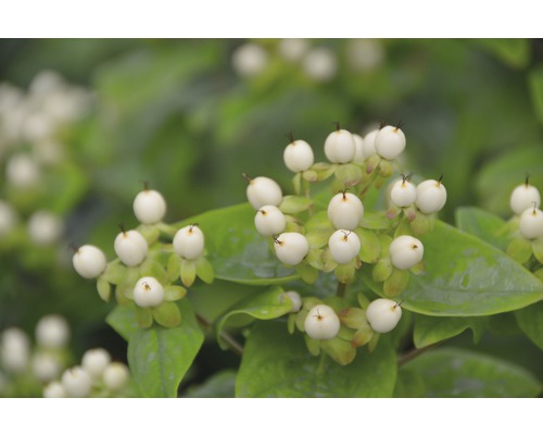 FLORASELF Hertshooi Hypericum inodorum 'Magical White' potmaat Ø 21,0 cm H 40-60 cm FLORASELF Hertshooi Hypericum inodorum 'Magical White' potmaat Ø 21,0 cm H 40-60 cm