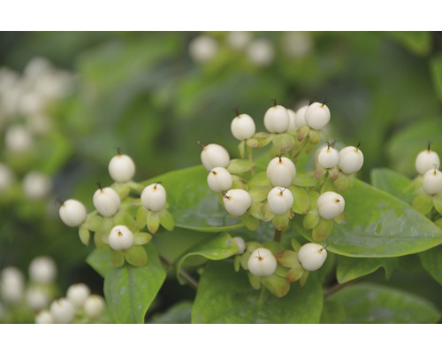 FLORASELF Hertshooi Hypericum inodorum 'Magical White' potmaat Ø 21,0 cm H 40-60 cm