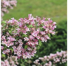 FLORASELF Koninginnenstruik Kolkwitzia amabilis 'Pink Cloud' potmaat Ø 21 cm H 50-60 cm