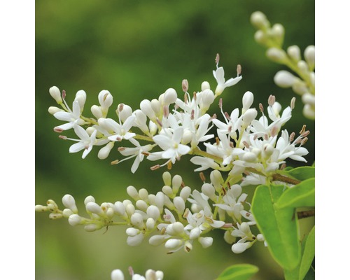 FLORASELF Liguster Ligustrum vulgare 'Atrovirens Select' potmaat Ø21 cm H 50-60 cm Bloeiwijze met witte bloemen
