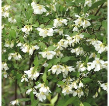 Pijpenstrootje met witte bloemen en groene bladeren