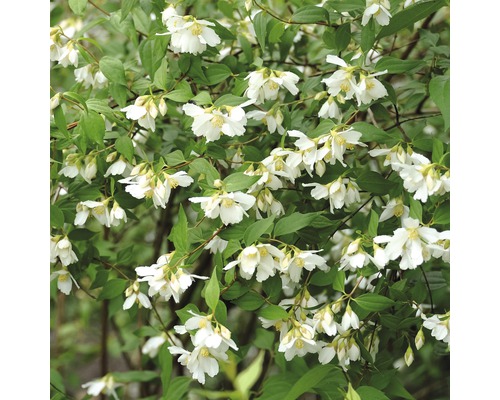 FloraSelf Boerenjasmijn Philadelphus 'Lemoinei' potmaat Ø 21 cm H 60-80 cm Pijpenstrootje met witte bloemen en groene bladeren