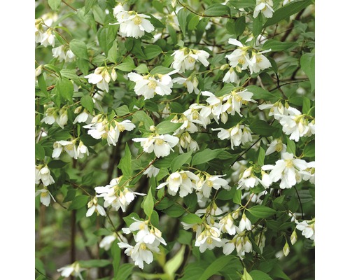 FloraSelf Boerenjasmijn Philadelphus 'Lemoinei' potmaat Ø 21 cm H 60-80 cm