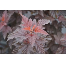 FloraSelf Blaasspirea Physocarpus opulifolius 'Little Angel' potmaat Ø 21 cm H 40-50 cm