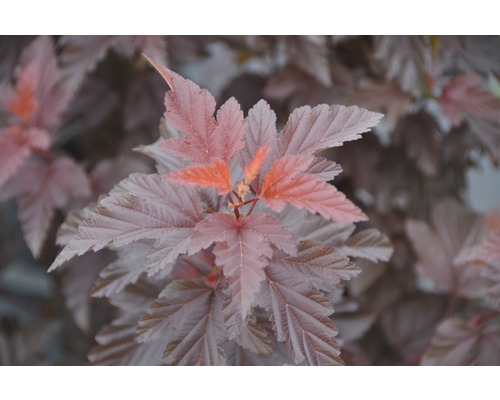 FloraSelf Blaasspirea Physocarpus opulifolius 'Little Angel' potmaat Ø 21 cm H 40-50 cm FloraSelf Blaasspirea Physocarpus opulifolius 'Little Angel' potmaat Ø 21 cm H 40-50 cm