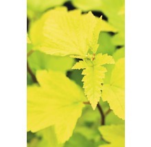 Goudgele bladeren van een plant in detail