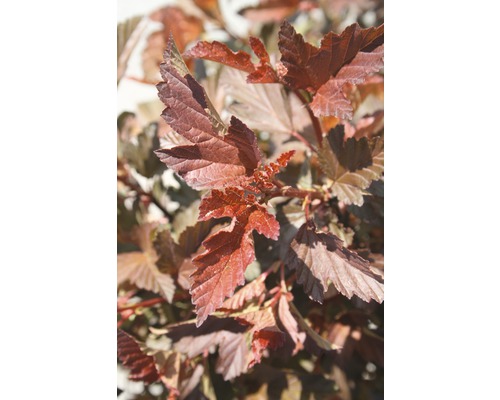 FLORASELF Sneeuwbalspirea Physocarpus opulifolius 'Petite Plum' potmaat Ø 21.0 cm H 50-60 cm FLORASELF Sneeuwbalspirea Physocarpus opulifolius 'Petite Plum' potmaat Ø 21.0 cm H 50-60 cm