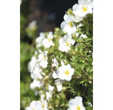 Bloeiende struik Potentilla plant met een bij op een van de bloemen