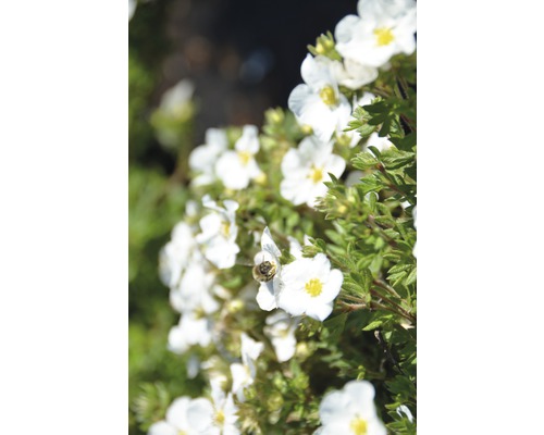 FLORASELF Heesterganzerik Potentilla fruticosa 'Bella Bianca' potmaat Ø21 cm H 30-40 cm FLORASELF Heesterganzerik Potentilla fruticosa 'Bella Bianca' potmaat Ø21 cm H 30-40 cm