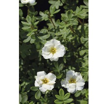 Witte bloemen van de Potentilla fruticosa en groene bladeren