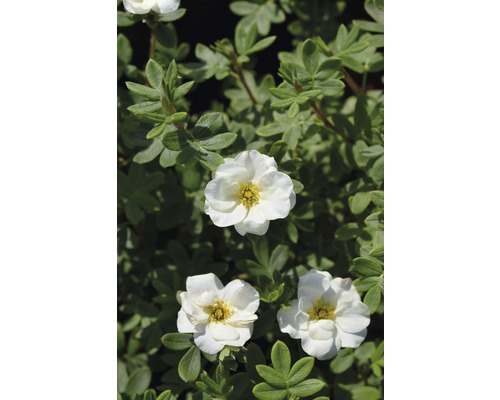 FLORASELF Ganzerik Potentilla fruticosa 'Creme Brulee' potmaat Ø 21 cm H 30-40 cm Witte bloemen van de Potentilla fruticosa en groene bladeren