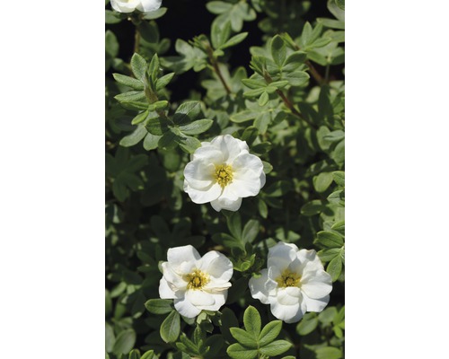 FLORASELF Ganzerik Potentilla fruticosa 'Creme Brulee' potmaat Ø 21 cm H 30-40 cm