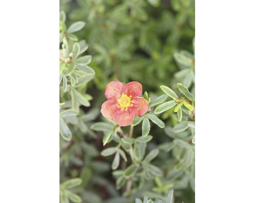FLORASELF Ganzerik Potentilla fruticosa 'Red Lady' potmaat Ø 21.0 cm H 30-40 cm Bloem van een struikachtige vijfvingerkruid plant met vijf bloemblaadjes