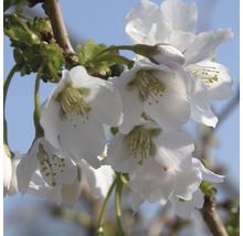 Close-up van bloeiende kersenboomtakken