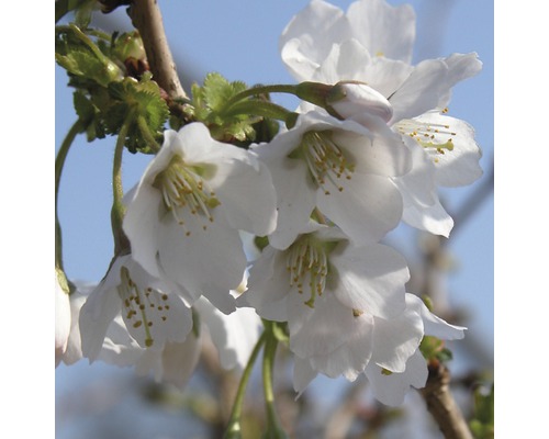 FloraSelf Sierkers Prunus incisa "Kojou-no-mai" potmaat Ø 21 cm H 30-40 cm