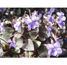 FLORASELF Viool Viola labradorica potmaat Ø 11.0 cm H 5-10 cm