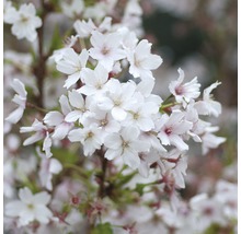Close-up van kersenbloesems