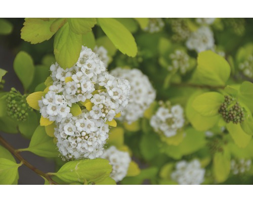 FLORASELF Spierstruik Spiraea betulifolia 'Torgold' potmaat Ø21 cm H 25-30 cm