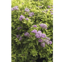 Spierstruik met bladeren en bloemen